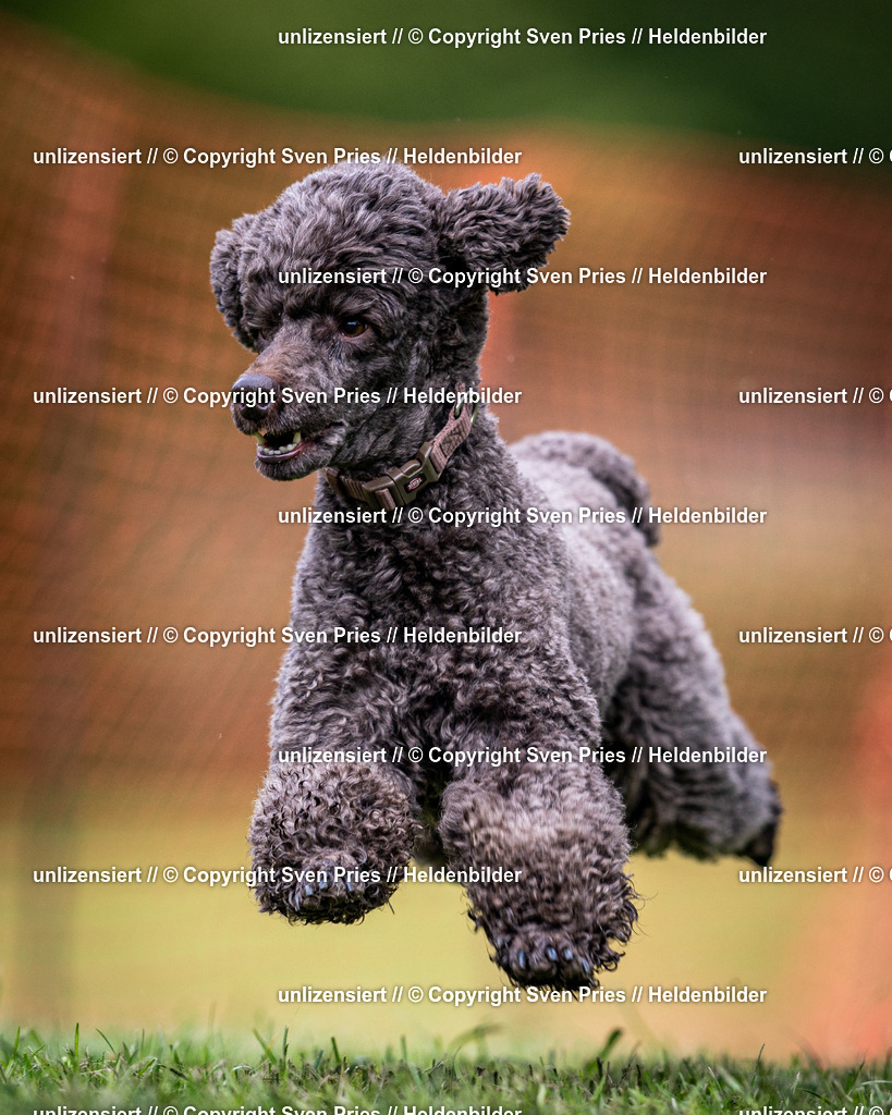 Sven Pries | 2024-04-21 - Hunderennen Baden-Oos
Foto: Sven Pries - Realisiert mit Pictrs.com