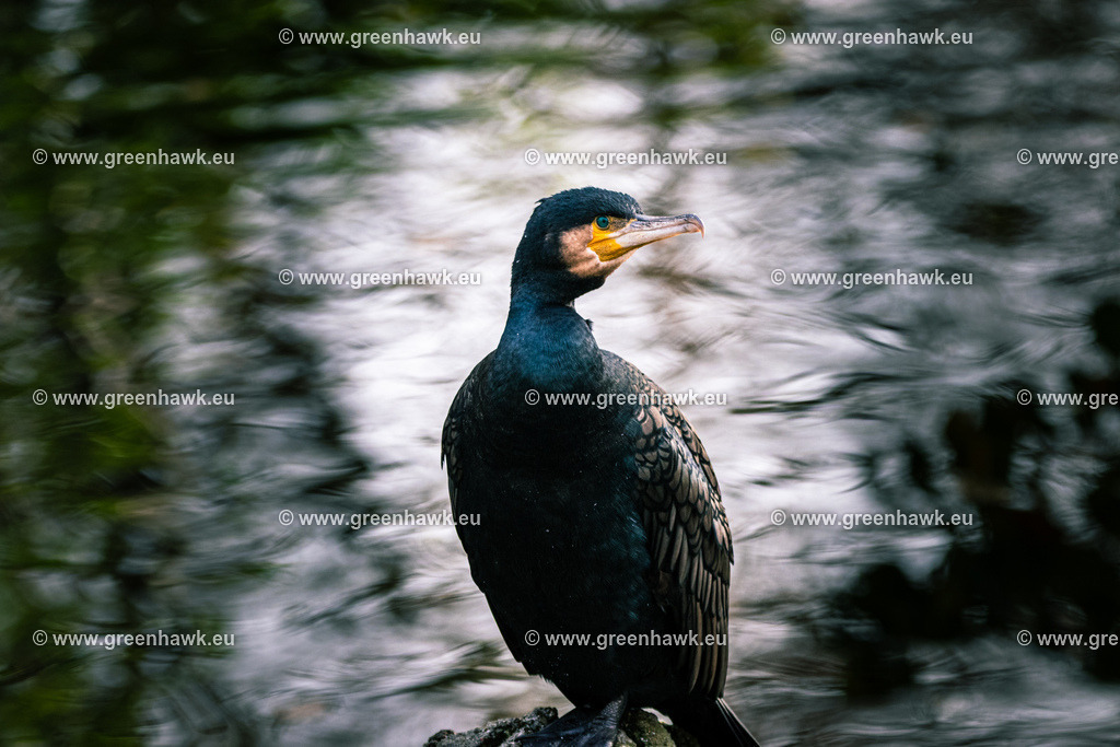 IMG_8524 | Greenhawks Bilder Shop für Landschaften, Urban, Tiere und weiteres als Poster Leinwand oder Fotogeschenk für Ostern Weihnachten oder Geburtstag  - Realisiert mit Pictrs.com