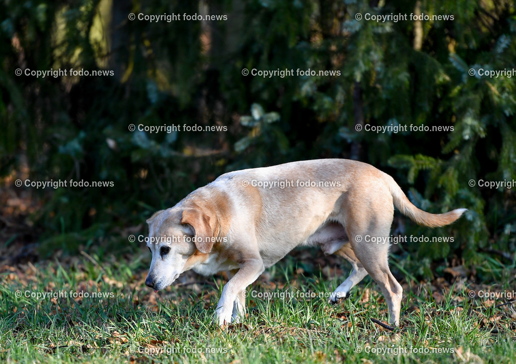 Hund_ Hunde_ Freilaufzone_ 27.03.2021-8 | 27.03.2021, Linz, AUT, Hund, Hunde, im Bild Hund, Hunde, spazieren, Freilaufzone, Spazierweg, schnüffeln, Giftköder, SYMBOLBILDArrigo und Luigi
