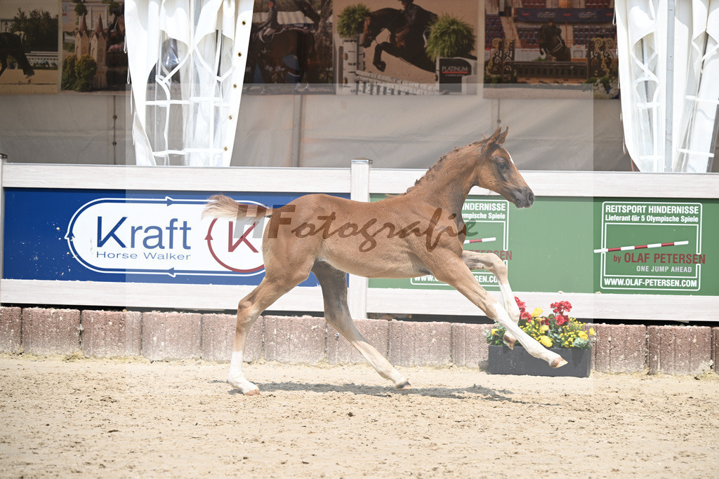 Don Olympic x Benetton Dream_HF_Groll_12250660 | hf-fotografie - Realizzato con Pictrs.com