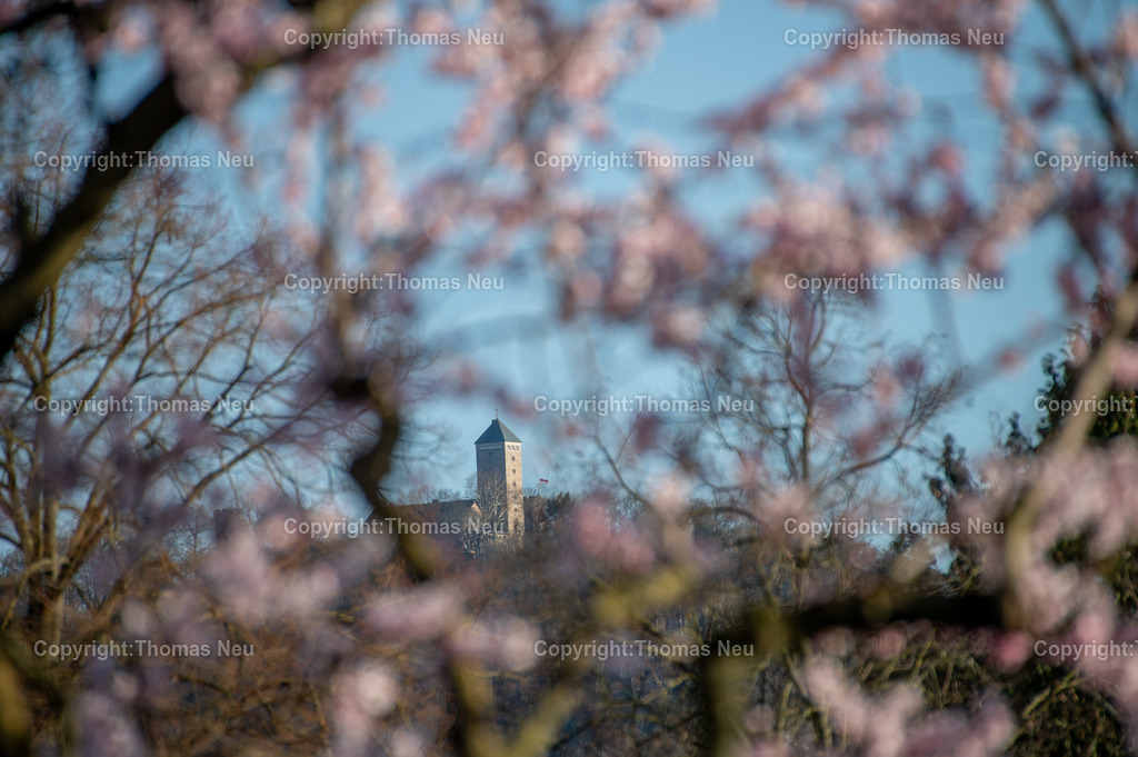 DSC_6578 | bre, Blüten , Bergstraße, Die Starkenburg holte unser Fotograf mit einem 500mm Objektiv nah an die Blüten am Teegut Kreisel in Bensheim ,, Bild: Thomas Neu