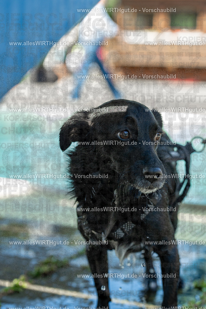 Hundeschwimmen_Volksbad_2026-allesWIRTHgut_Tierfotografie-2609061257-120744-7R500364 | Professionelle Tierfotografie in Mönchengladbach von Daniel Wirth (allesWIRTHgut). Liebevolle & natürliche Bilder von Hunden & Katzen für unvergessliche Erinnerungen.