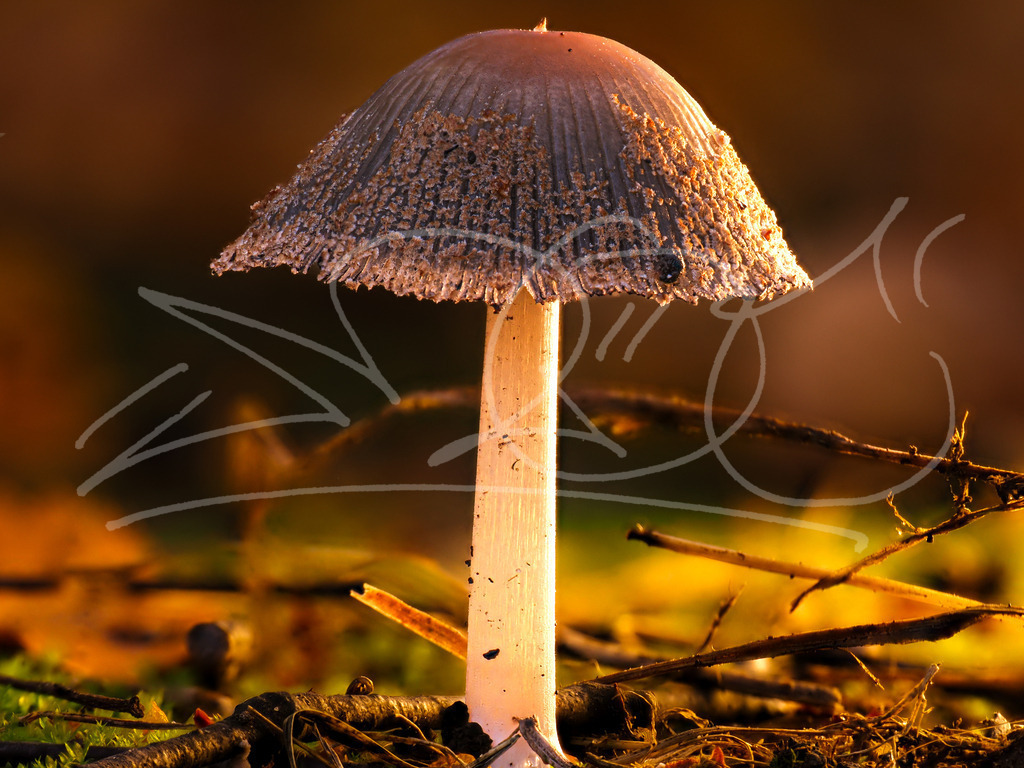 Goldener Oktober | Naturschönheiten aus Deutschland. Pflanzen und Tiere, Insekten und Naturschauspiele. Alle schönen Details, die uns umgeben, fotografiert von Michi Moc.  - Realisiert mit Pictrs.com