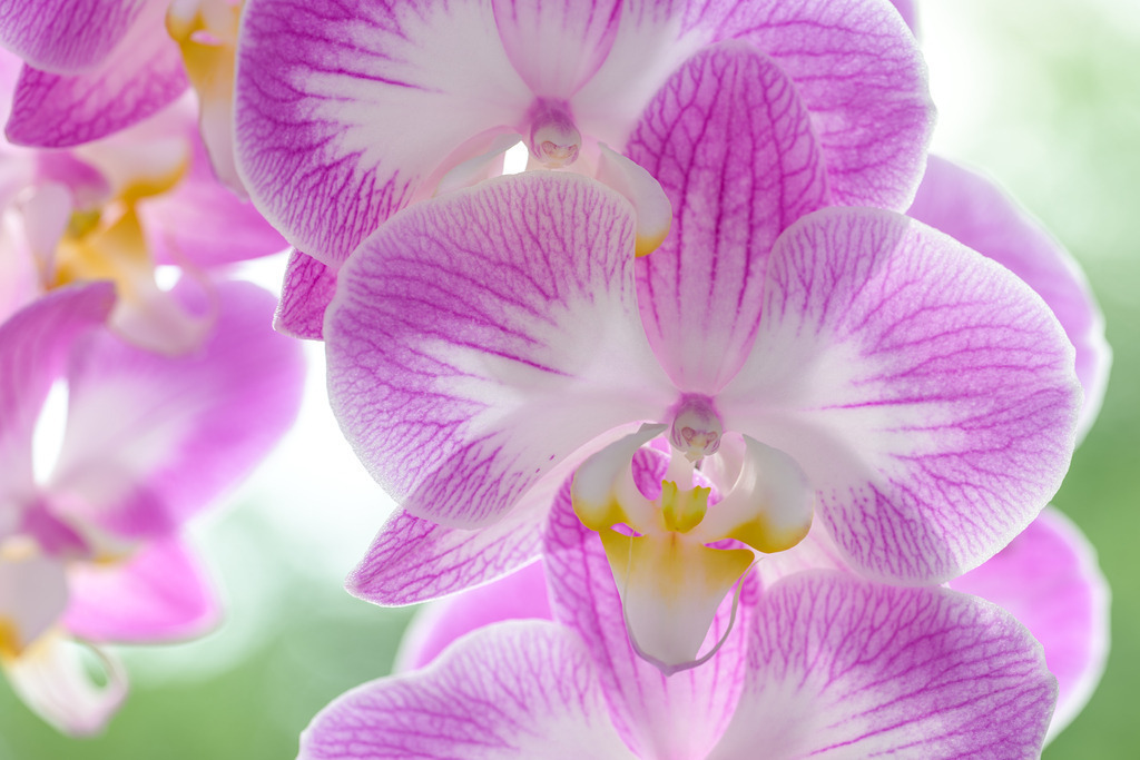 Orchidee rosa gestreift, weiß | Wunderbar hell wirkt diese Orchidee mit ihren rosa gestreiften Blütenblättern auf weißem Grund. Ihre Sonnenhelle wird durch die teilweise gelben Lippen der Schmetterlings-Blüten unterstrichen. Es handelt sich um eine Phalaenopsis. - Realisiert mit Pictrs.com