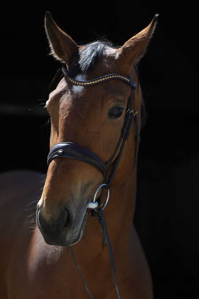 0P6A8914 | Willkommen bei Brunnmayr - Design & Fotografie – Ihrem Spezialisten für Reitturniere und Pferdeveranstaltungen in Oberösterreich, Salzburg und Bayern! Seit über 17 Jahren sind wir leidenschaftlich dabei.