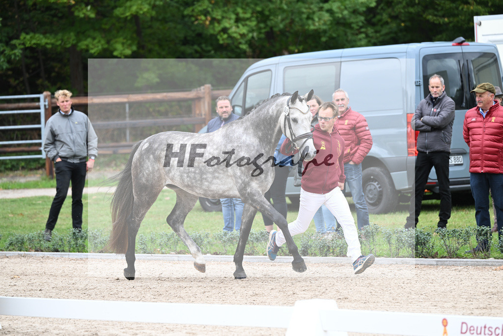 Kat-Nr. 6 Amira S_ZG Sautter_49220846 | hf-fotografie - Realisiert mit Pictrs.com