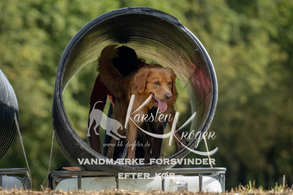 1040_ZZ92801 | kk-dogfotos