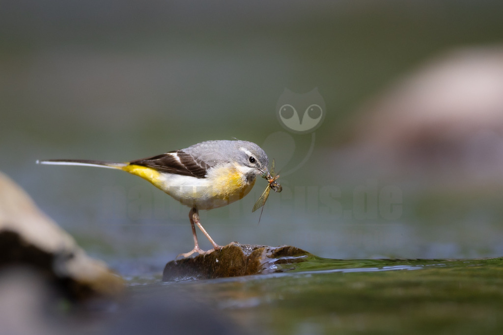 20220605091709-4 | Das Bild zeigt eine Gebirgsstelze (Motacilla cinerea), die auf einem Stein im Wasser steht und eine Libelle im Schnabel hält. Die Stelze hat ein graues Gefieder am Kopf und Rücken, eine gelbe Unterseite und einen langen Schwanz. Sie scheint gerade ihre Beute gefangen zu haben. - Realisiert mit Pictrs.com