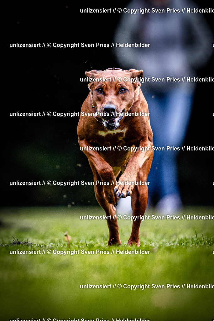 Sven Pries | 2025-10-03 - Hunderennen Obergrombach - Realisiert mit Pictrs.com