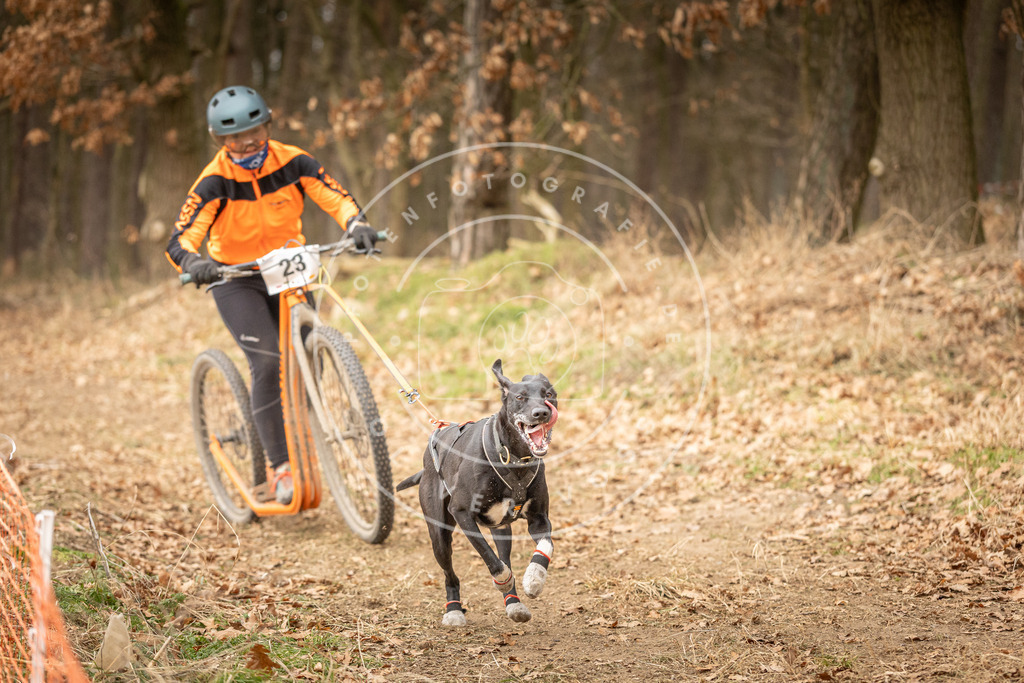 Pfotenfotografie_DV3A4151 | Hundefotografie, Tierfotograf, Pfotenfotografie, Fotoshooting Hund, Hunde Portrait, Hundesport, Hundeportraits, Heideshooting, Hunde, Sportfotograf, Hundefotograf, Turnierhundsport, THS,  - Realisiert mit Pictrs.com