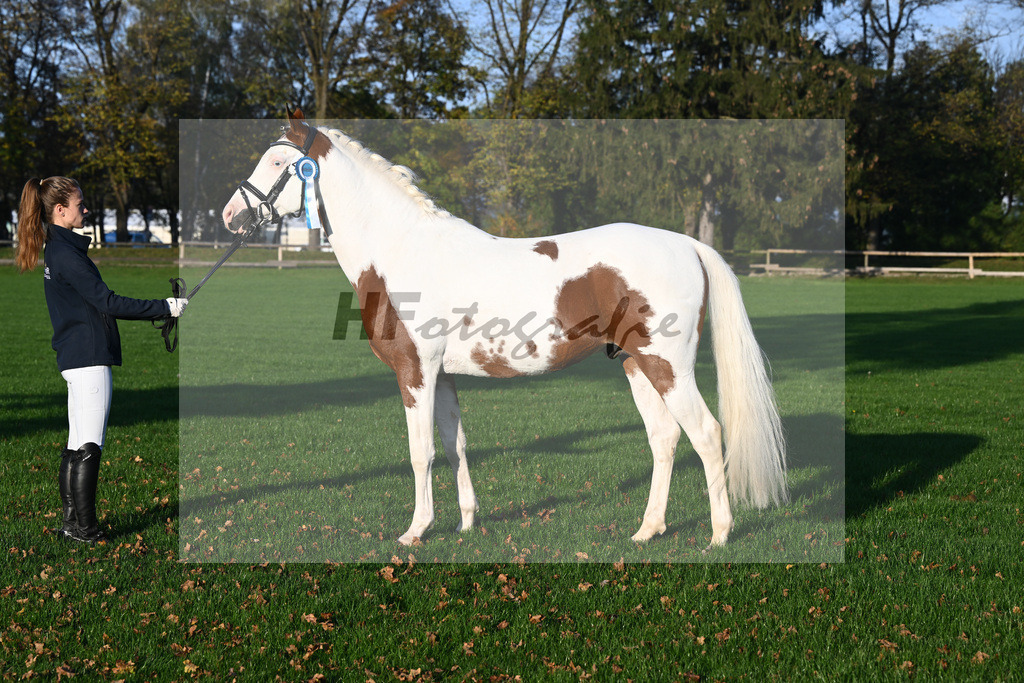 Kat-Nr. 4 Shalimar Coloured Phenom enal_Hoffmann_44241090 | hf-fotografie - Realisiert mit Pictrs.com