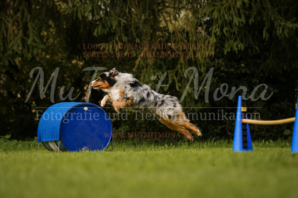 20251005_THS_Turnier-645 | MuT (Mensch und Tier) mit Mona - Fotografie und Tierkommunikation - Realisiert mit Pictrs.com