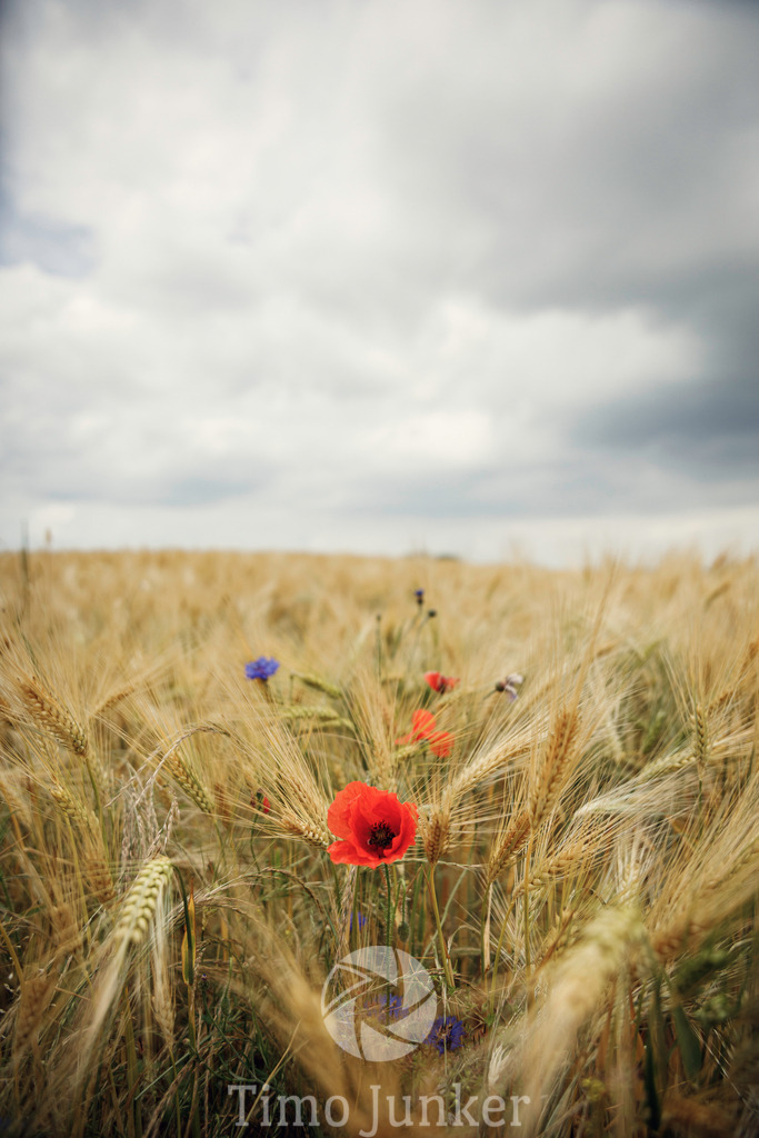 Shop_Landscapes--27 | junker-foto - Realisiert mit Pictrs.com