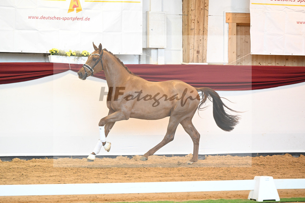 Kat-Nr. 37 v. Jazz_Stahl_66221948 | hf-fotografie - Realisiert mit Pictrs.com