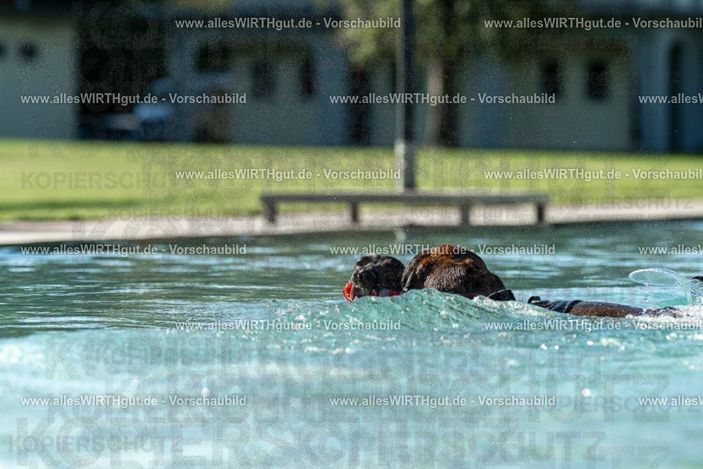 Hundeschwimmen_Volksbad_2026-allesWIRTHgut_Tierfotografie-2609061031-094135-7R508943 | Professionelle Tierfotografie in Mönchengladbach von Daniel Wirth (allesWIRTHgut). Liebevolle & natürliche Bilder von Hunden & Katzen für unvergessliche Erinnerungen.