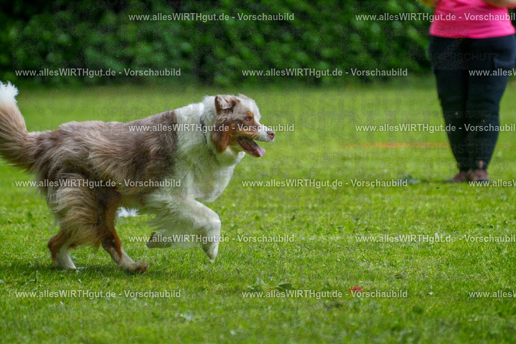 @allesWIRTHgut_Tierfotografie - www.allesWIRTHgut.de - 7R503338 | Professionelle Tierfotografie in Mönchengladbach von Daniel Wirth (allesWIRTHgut). Liebevolle & natürliche Bilder von Hunden & Katzen für unvergessliche Erinnerungen.