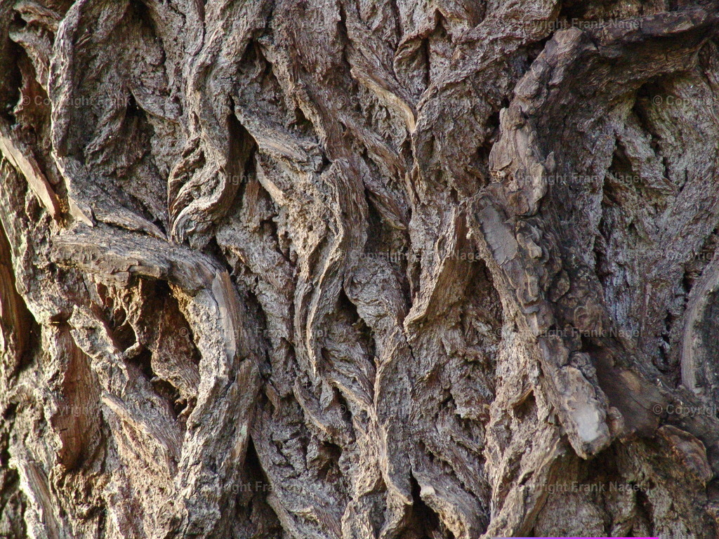 Baumrinde  | Rinde von einer alten Kopfweide - Realisiert mit Pictrs.com