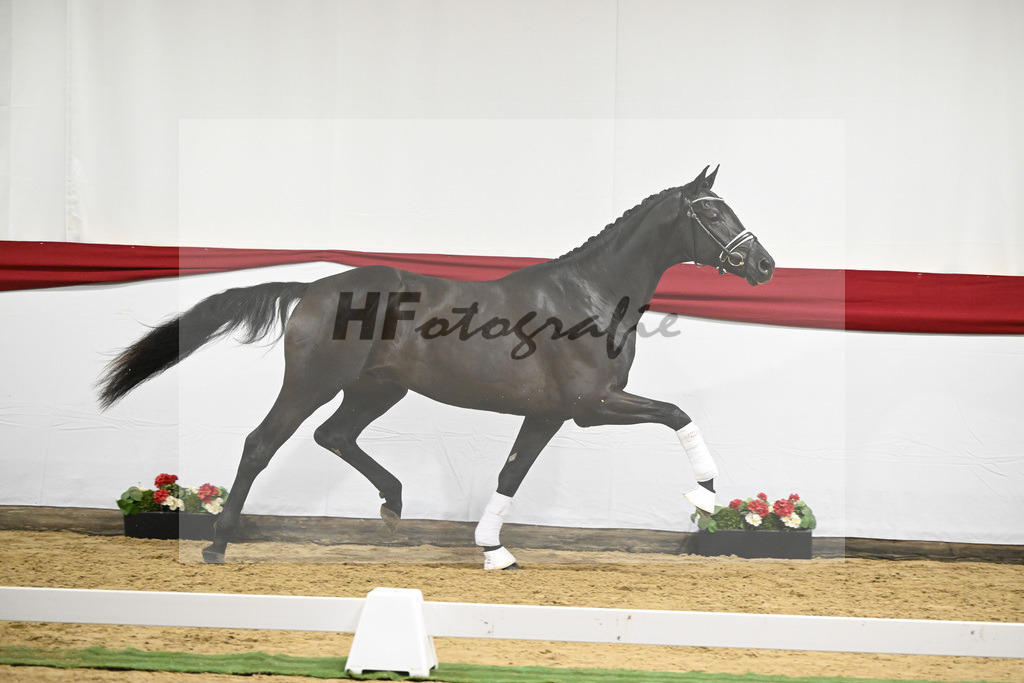 Kat-Nr. 13 v. Zackerey_Blue Hors_63220308 | hf-fotografie - Realizzato con Pictrs.com