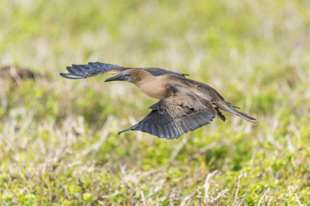 2019-12-11_102734_CZ7_2810-Verbessert-RRS_w | Ich fotografiere aus Leidenschaft auf meinen Reisen und im Rhein- / Ruhrgebiet , Landschaften, Tiere und Porträts. 

Kaufen Sie die Bilder (u.a. Venedig, Südtirol, Galapagos, Düsseldorf, Indien, Blumen etc.) in einer geschützten Galerie bequem online. - Realisiert mit Pictrs.com