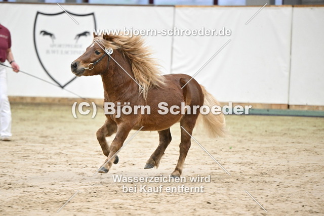 24_Butschmann - Bel Ami_963_0530 | Björn Schroeder Pferdefotografie