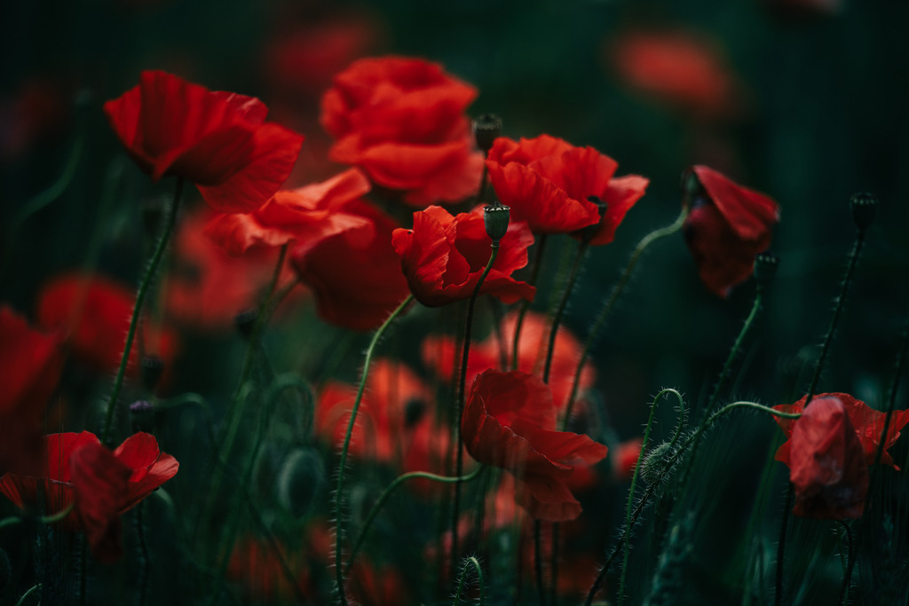 Mohnfeld | Simone Sonderegger Photography