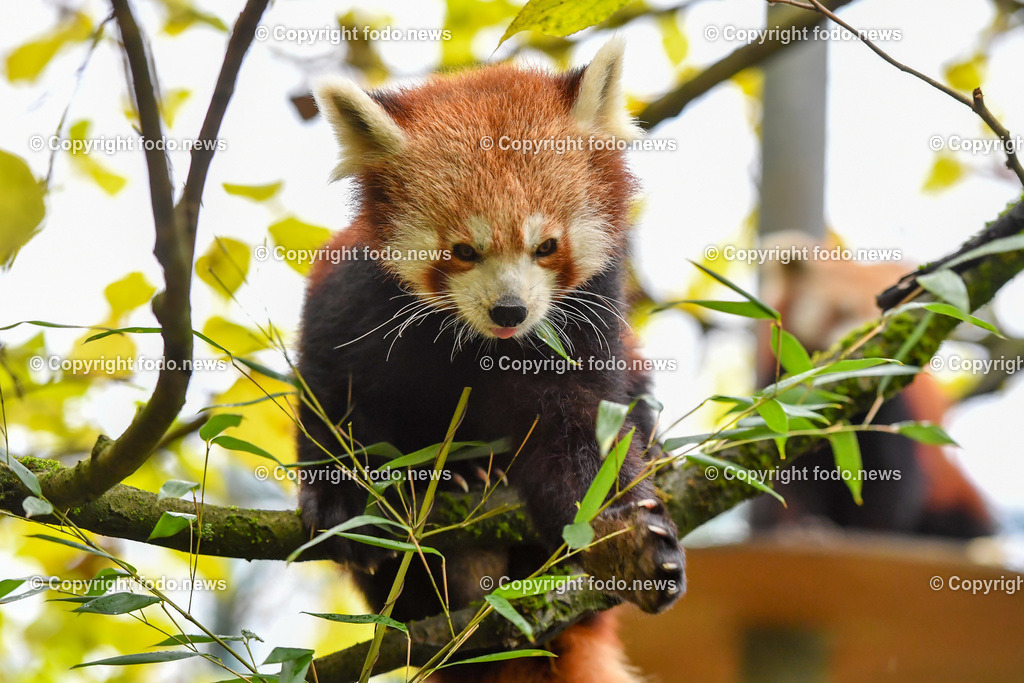 Zoo Linz_ 22.11.2022-35 | 22.11.2022, Zoo Linz, AUT, Schafe, Ziegen, roter Panda, im Bild roter Panda