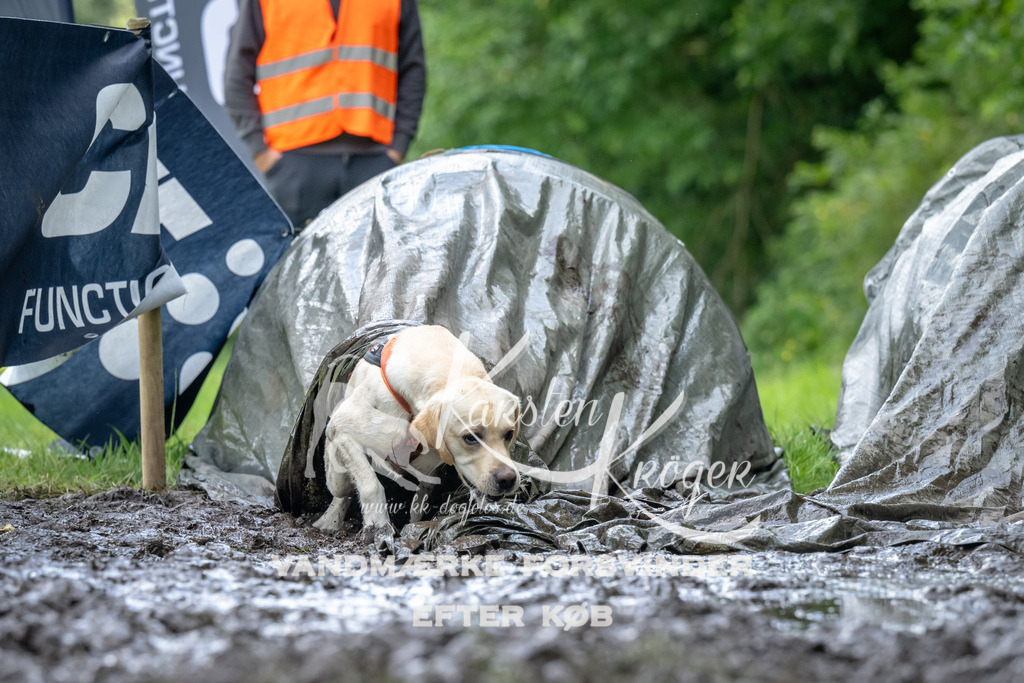 1138_ZZ93790 | kk-dogfotos