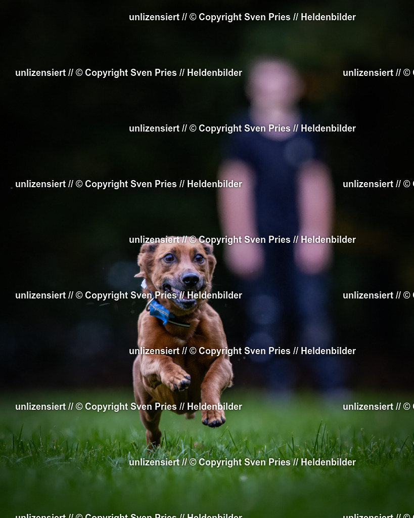 Sven Pries | 2024-10-19 - Hunderennen Ober-Grombach - Realisiert mit Pictrs.com