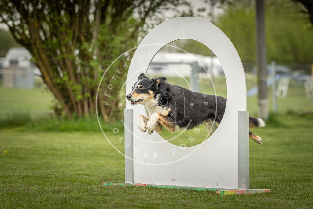 Pfotenfotografie_DV3A3563 | Hundefotografie, Tierfotograf, Pfotenfotografie, Fotoshooting Hund, Hunde Portrait, Hundesport, Hundeportraits, Heideshooting, Hunde, Sportfotograf, Hundefotograf, Turnierhundsport, THS,  - Realisiert mit Pictrs.com