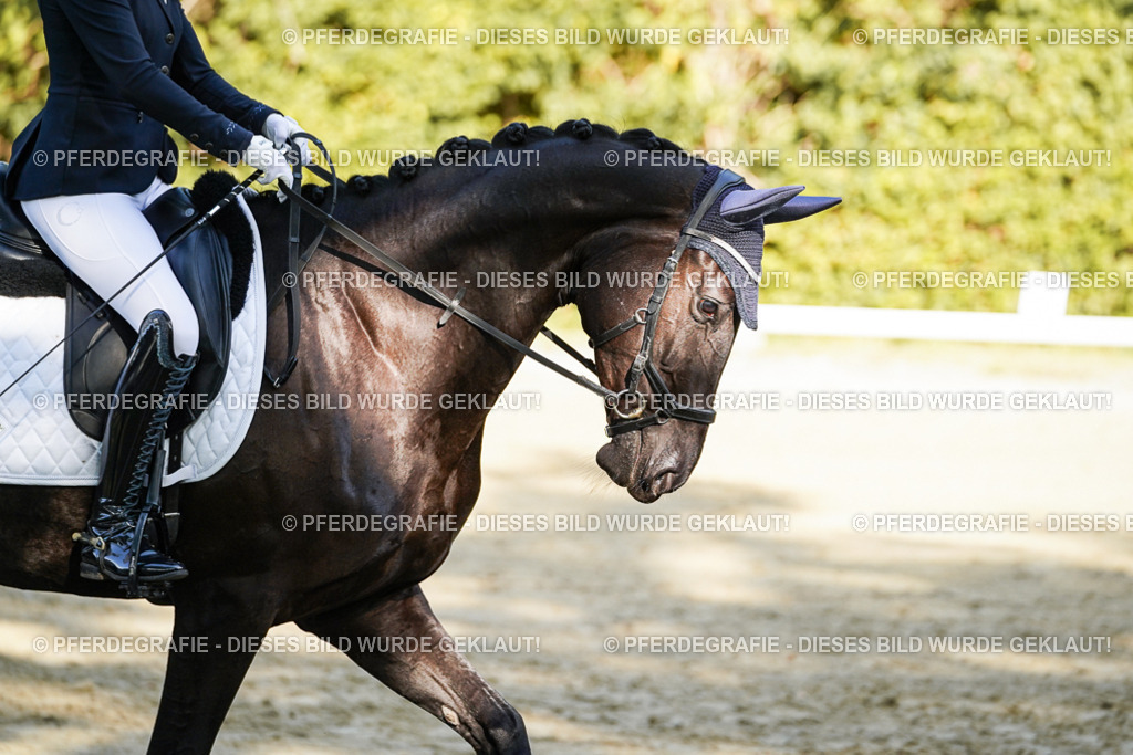 DSC06044 | Pferdegrafie