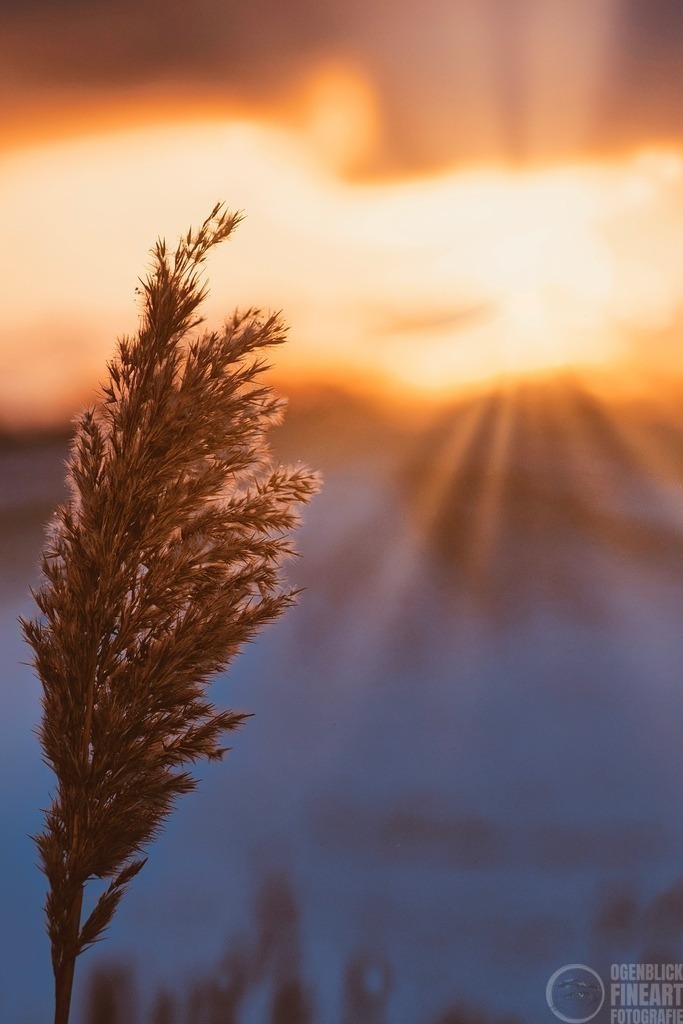 _DSC7448_bea | Björn Thiemann; Ogenblick.de; Fotografie; Photograph; Landscape, Pellworm, Schleswig-Holstein; Inselfotograf; Inselfotografien; Wattenmeer; National-Park; Naturschutzgebiet; Leuchtturm; Lighthouse; Leinwandbilder; Kalender; Pellworm Kalender;  - Realisiert mit Pictrs.com