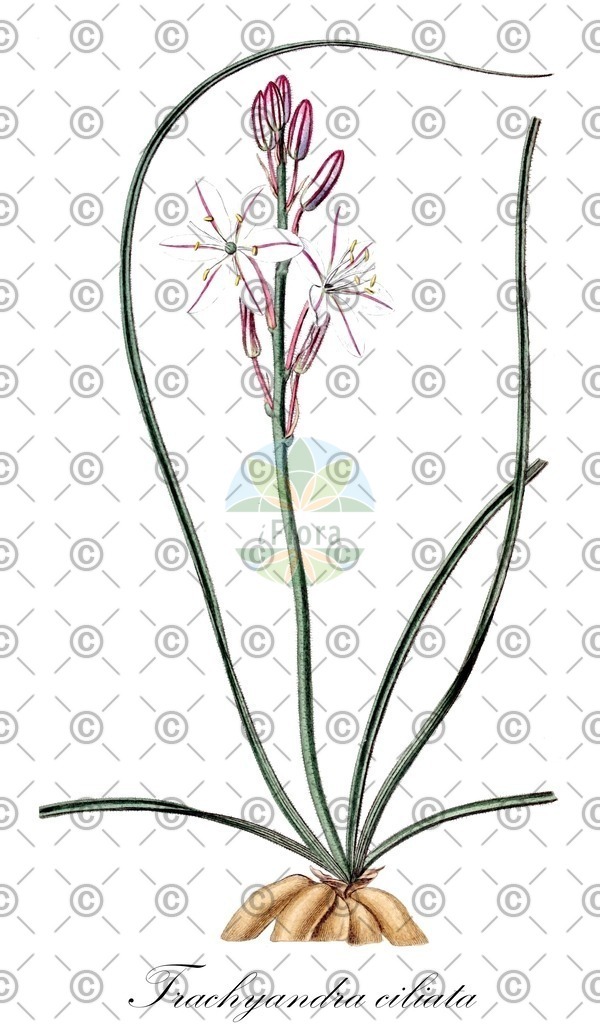 HistAbb_wfo-0000326529_1_ENZY_Simple | Historische Abbildung von Trachyandra ciliata - Asphodelaceae | Historical Illustration of Trachyandra ciliata - Asphodelaceae