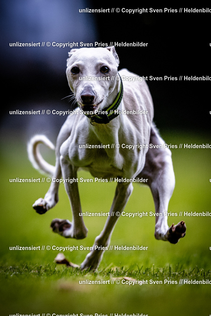 Sven Pries | 2025-10-03 - Hunderennen Obergrombach - Realisiert mit Pictrs.com