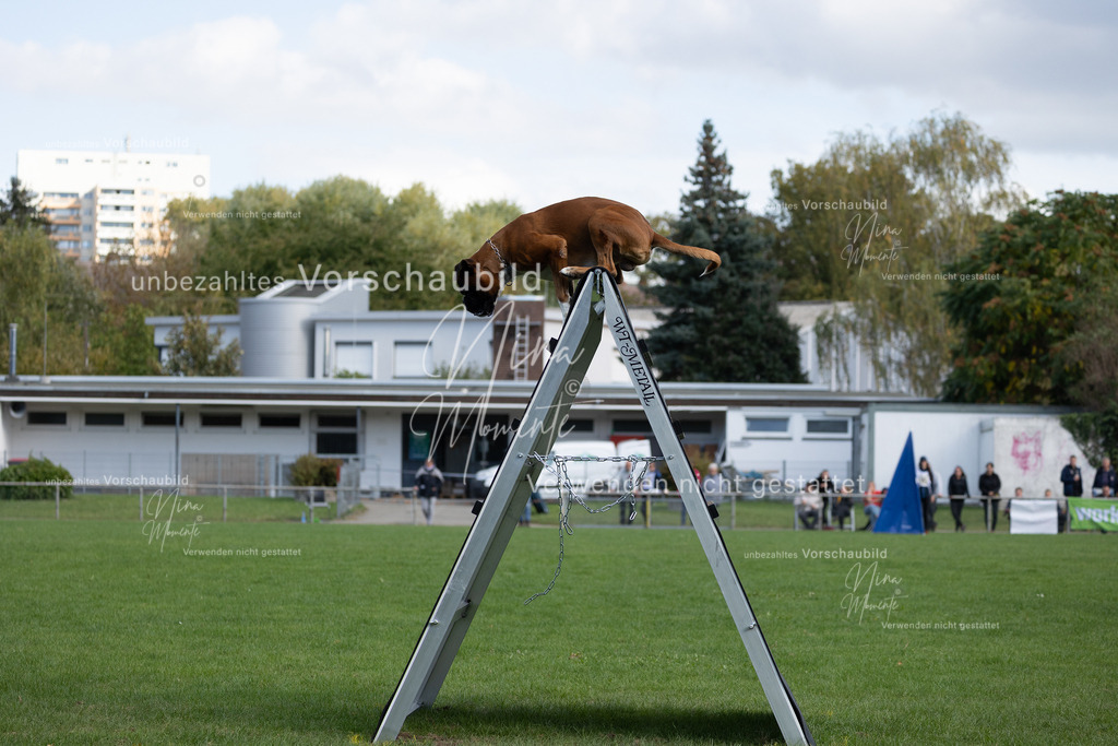 _16A5653 | Einzigartige Fotos von Hunden & Menschen –Actionfotos, Portraits, Vereinsaufnahmen & Paarshootings – authentisch, lebendig & mit Herz.
