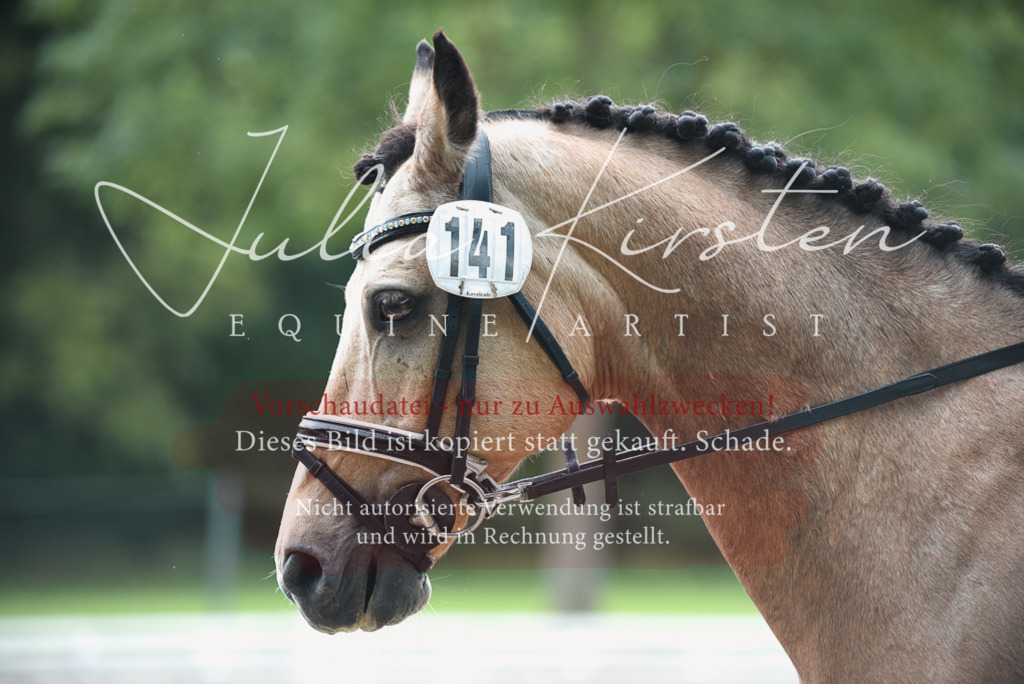 DSC_0084 | Pferde- und Turnierfotografie in Westsachsen. Pferdeportraits, Auftragszeichnungen und intuitive Kunst.