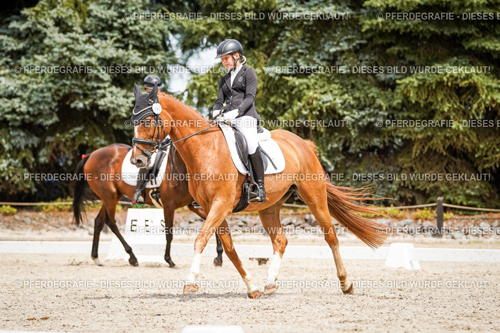 DSC03942 | Pferdegrafie