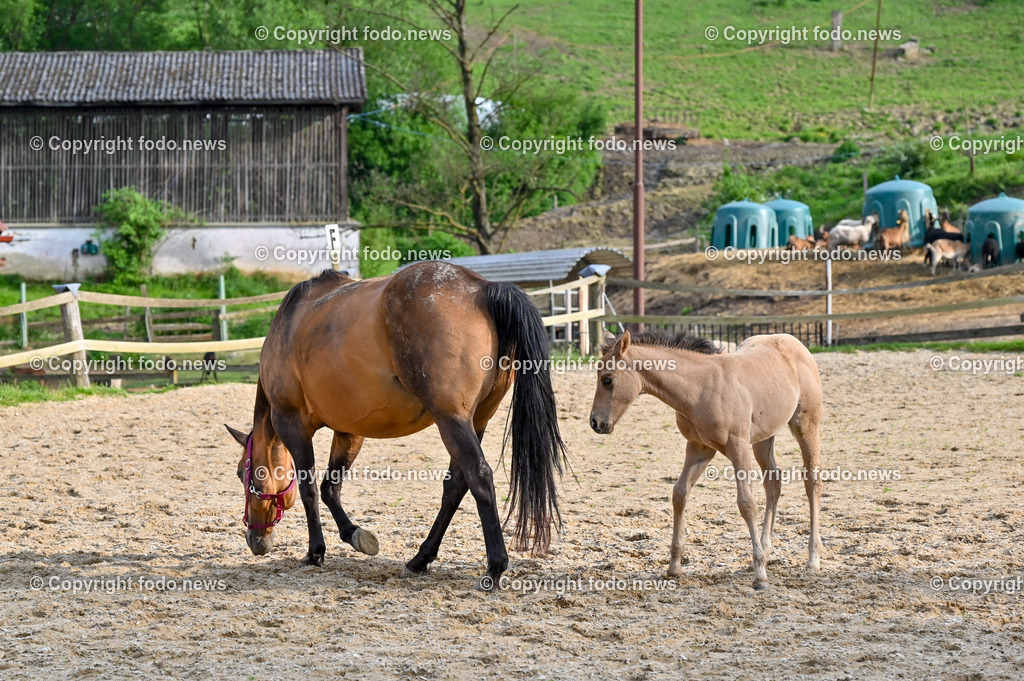 Otis_ 25.05.2023-15 | 25.05.2023, Slowakei, SVK, Dolný Moštenec, im Bild Fohlen, Pferd, Quarter Horse, Reitplatz