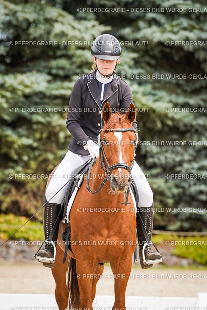 DSC04527 | Pferdegrafie