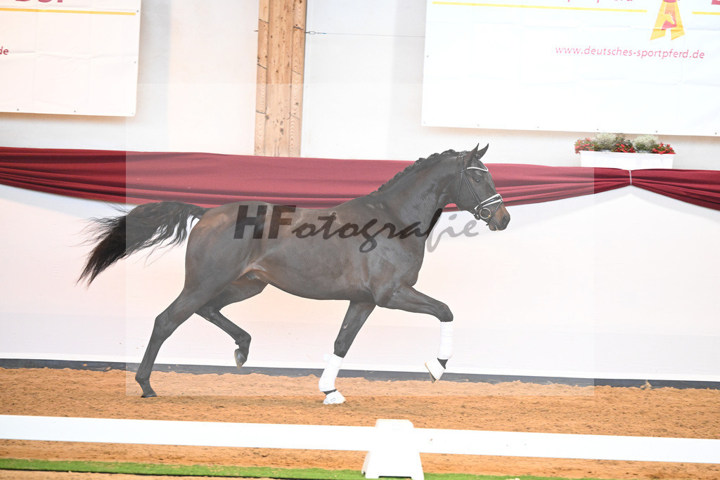 Kat-Nr. 42 v. Maracana_Sommer_66220595 | hf-fotografie - Realisiert mit Pictrs.com