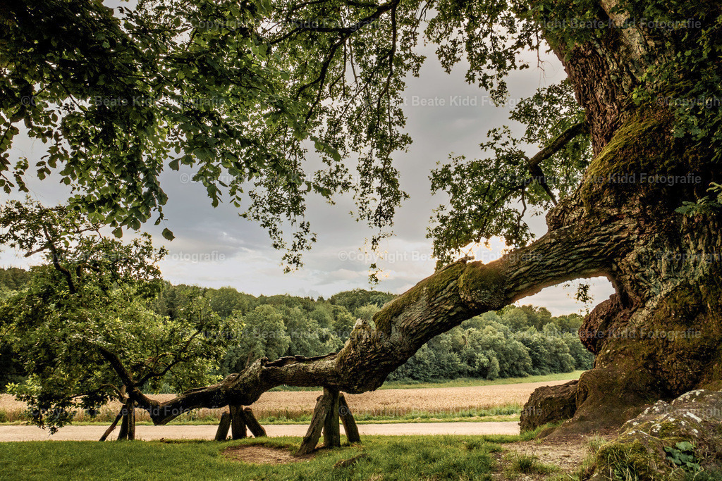 P1980689 | beatekidd-fotografie - Realisiert mit Pictrs.com