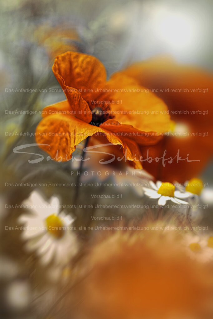 Wandbild Mohnblüte | People- und Tierfotografie, Imageaufnahmen, Veranstaltungsfotografie und Wandbilder aus der Natur ★ Made in Germany ✔️ Druck + Downloads ✔️ Naturfotografie in Top Qualität ★ schneller Versand, weltweite Lieferung! - Realisiert mit Pictrs.com