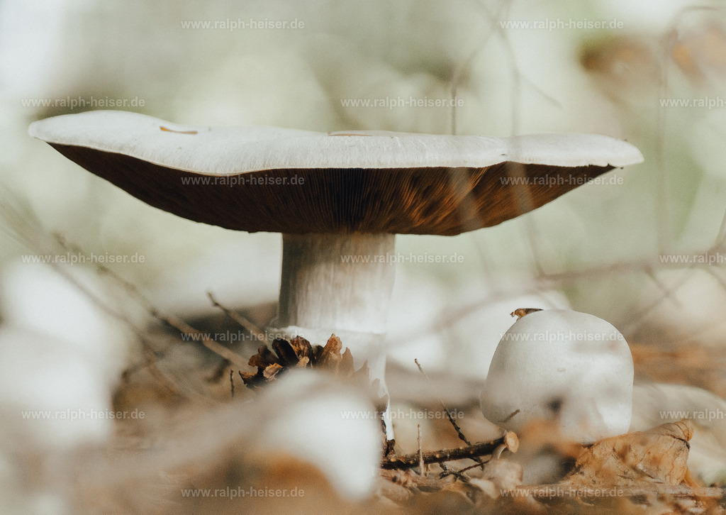 _MG_8408_01 | Wandbilder, Bilder, Fotograf in Marburg, Tierbilder, Wandfotos, Bilder Shop, Günstige Bilder, Schwarz-Weiß Bilder, Ralph Heiser