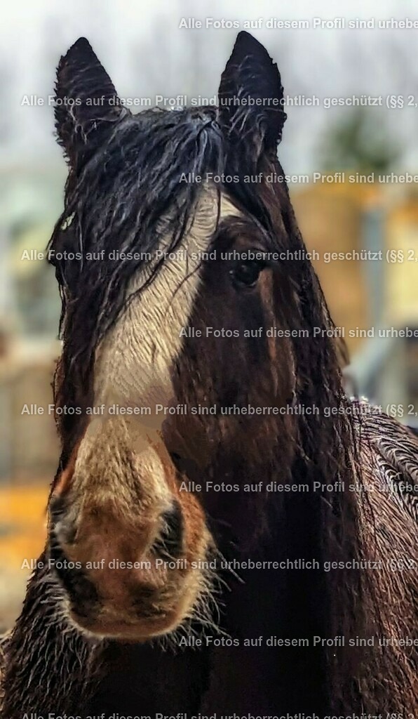 b0b16152bc1289b3a1611c042bcb0c18_2 | krollfotografie - Realisiert mit Pictrs.com