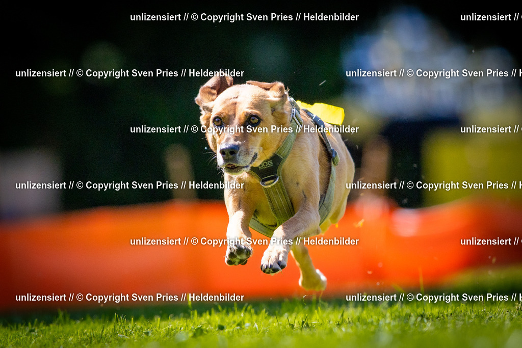 Sven Pries | 2025-08-10 - Hunderennen Durlach - Realisiert mit Pictrs.com