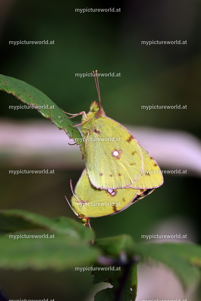 Colias hyale-014 | Das Bilderarchiv über Tiere, Planzen und Landschaften. In der Bilddatenbank finden Sie ein große Auswahl an hochwertigen Bilder für Ihre Werbung - Realisiert mit Pictrs.com