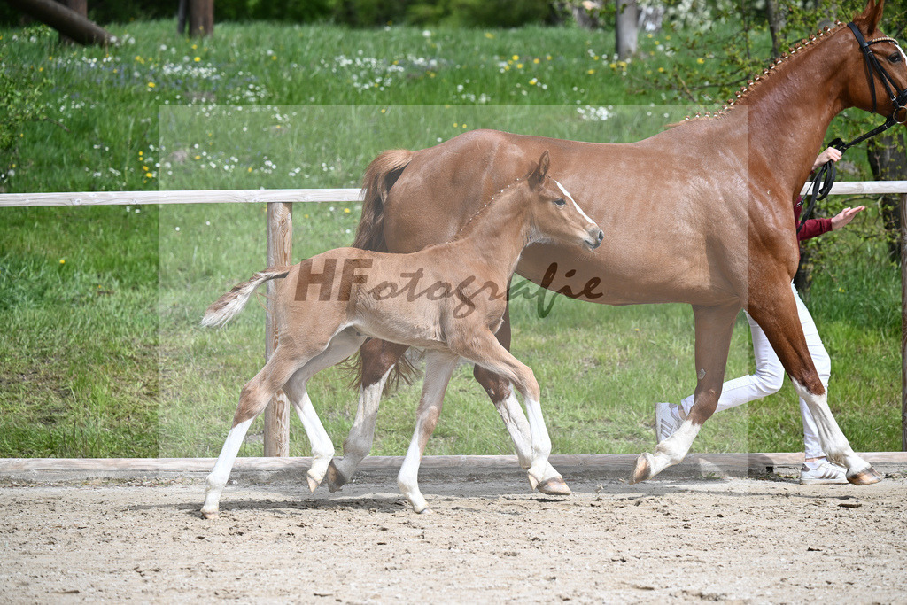 Van Vermeer x Wynton_SF_Gestuet Greim_11240323 | hf-fotografie - Realisiert mit Pictrs.com