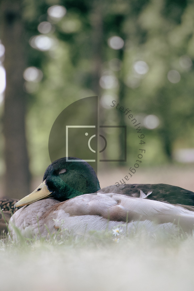 Wandbild schlafende Stockente | Ich bin Fotograf und auf meiner Webseite hast du die Möglichkeit meine fotografie als Wandbilder druckfertig für dein Zuhause zu bestellten. - Realisiert mit Pictrs.com