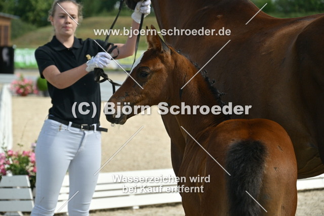 21_Cashmere - Conthargos_935_0142 | Björn Schroeder Pferdefotografie
