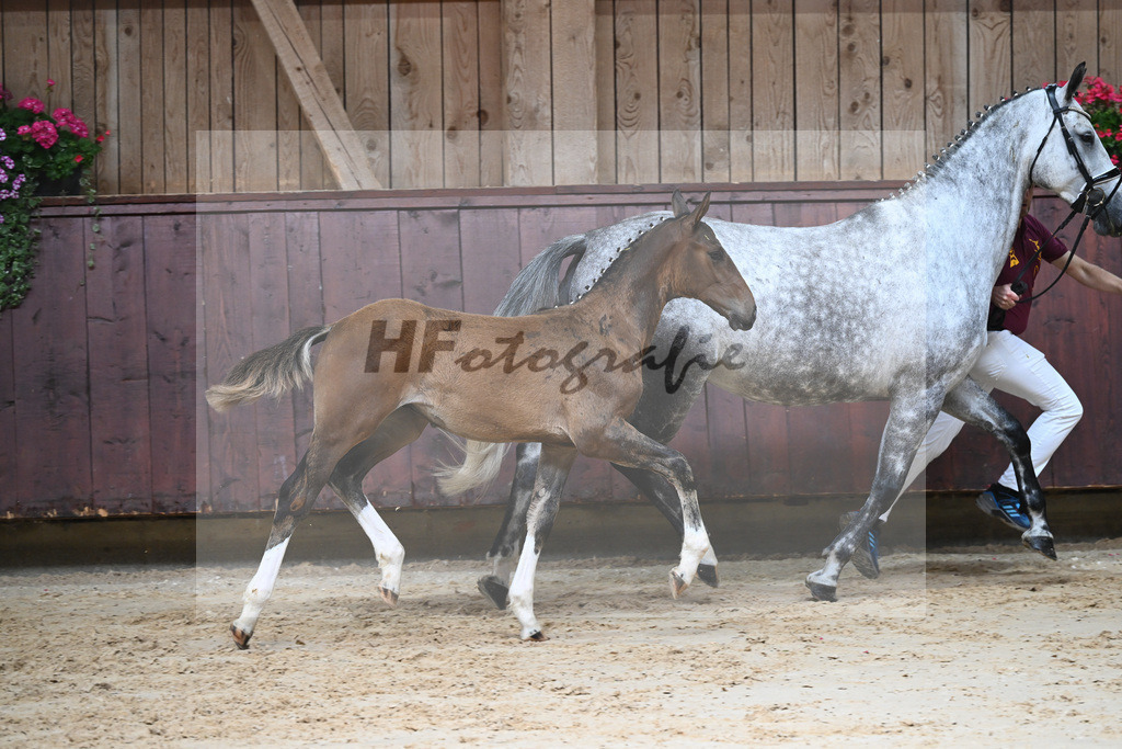 Kat-Nr. 8 HF Grey Top_Stoeckle_26230058 | hf-fotografie - Realizzato con Pictrs.com