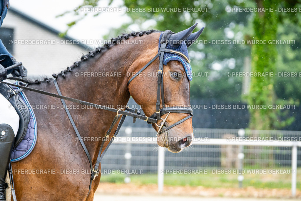 DSC01358 | Pferdegrafie